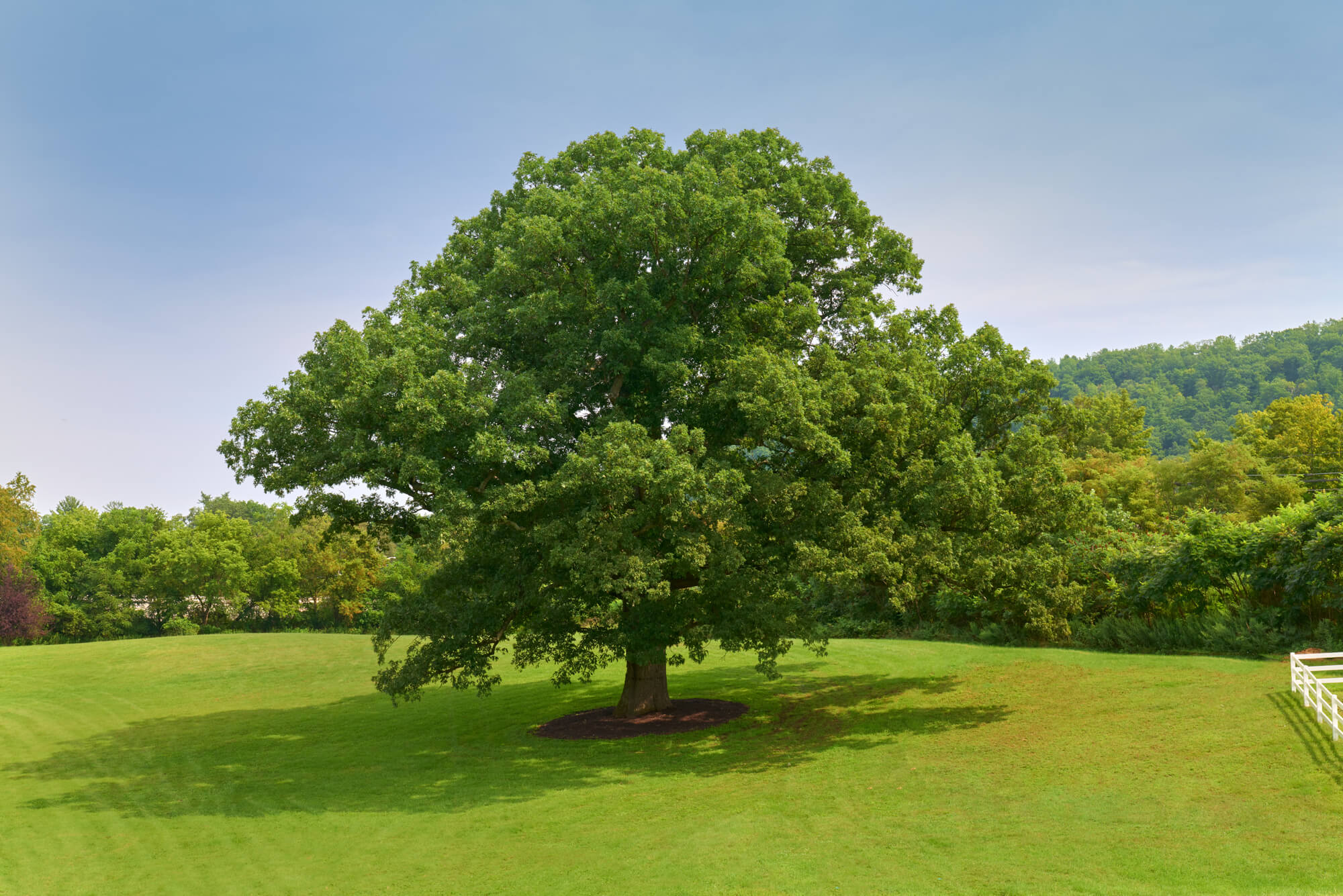 visit oak tree